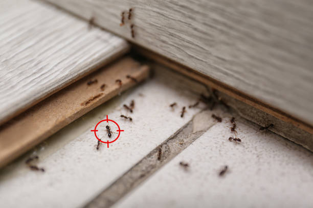 Best Pest Control for Businesses  in Bayshore, NC